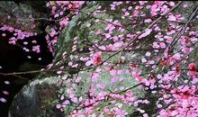 自在飞花轻似梦