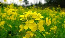 春天你是我的最爱