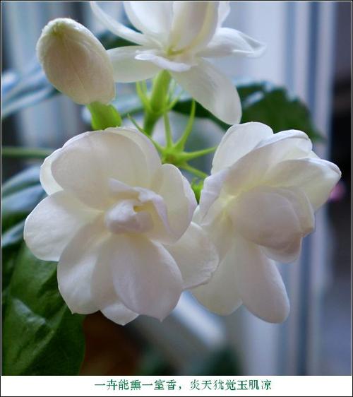 我闻到生命的香气