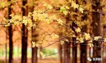 秋叶进入了我的视线