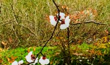 春风三月保环境