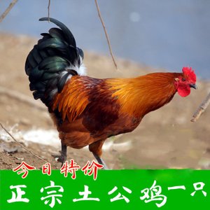 好战的公鸡