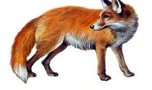 瘦狐狸和狗熊骗小猴奖怀