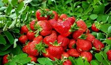 我想采草莓