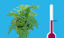 狼尾蕨好久不见