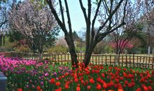 一路别离一路花开