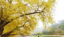 如诗如画的银杏树