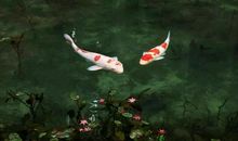 校园里的锦鲤池