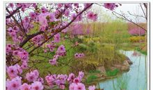 寻找多彩的春天