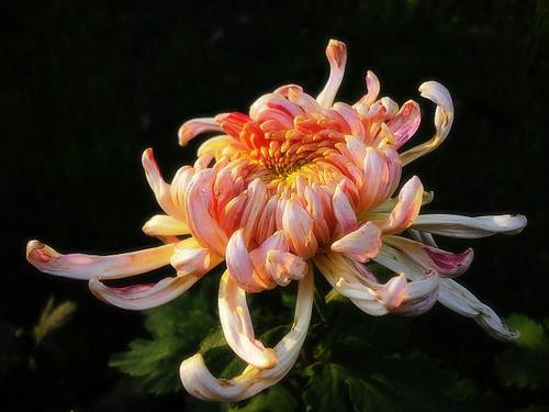 花下花
