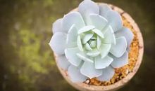 我家千奇百怪的多肉