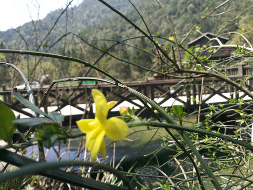 春天在哪里