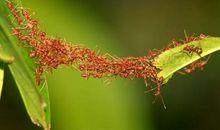 团结的小蚂蚁们