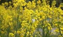 黄萼裳裳绿叶稠