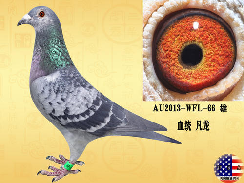 鸽子