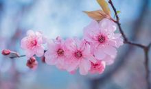 又是春暖花开时