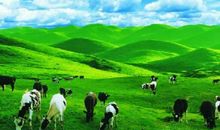 自由的南山牧场