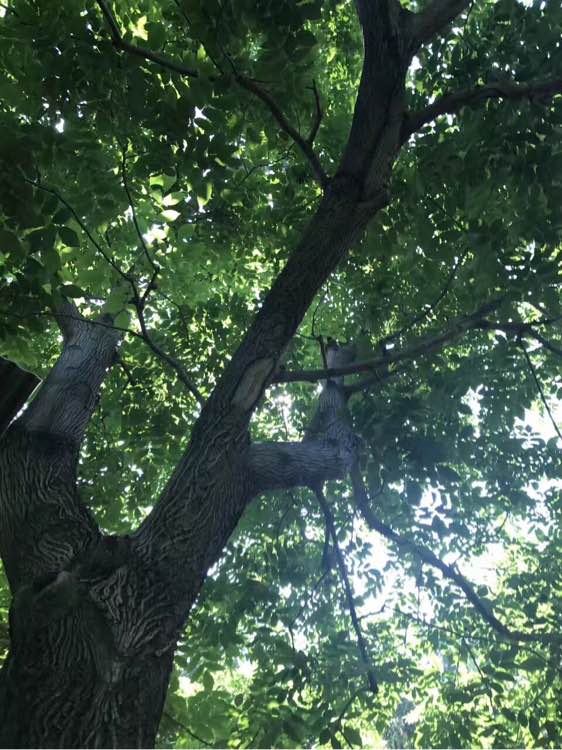 我家乡的核桃树