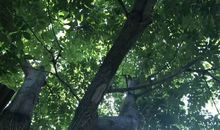 老家的那棵核桃树