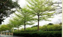 与小叶榄的邂逅