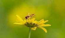 一只可怜的蜜蜂