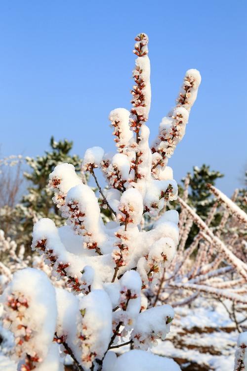 飞雪