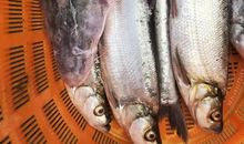 发球，想说爱你不容易