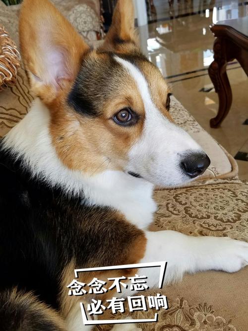 我爱我的狗