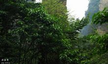 与大妈妈一起走过的日子