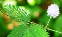 我最心爱的含羞草