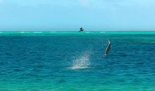 蓝色星球观后感