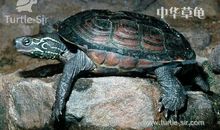 中华草龟的野外生存课堂