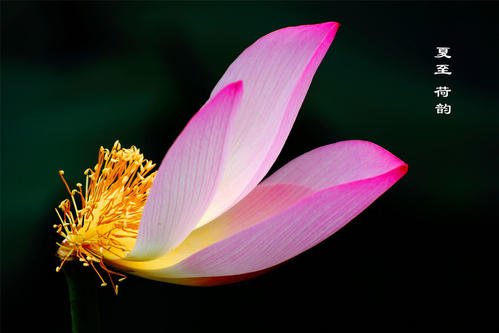 盛开的花
