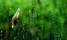 春天的雨水