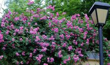 最是有情能醉人