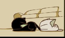 我家的“小黑”