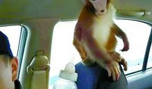 水簇箱里的不速之客