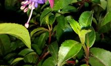 为他人开出一朵花