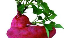 一盆花竟与我有关