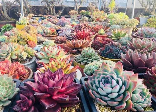 喜欢种花的奶奶