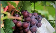 奶奶家的葡萄熟了