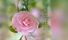 绽放于心中的花