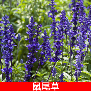 蓝尾草