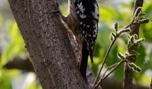 我是光荣的啄木鸟