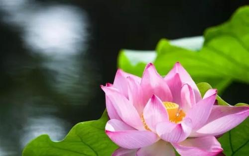 我心中的芬芳