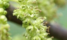 故乡的那片桑树