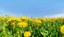 盛开在心中的蒲公英