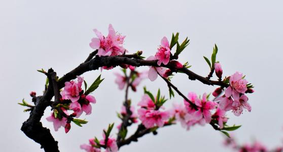 春风细雨，种下“肉”
