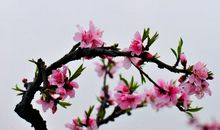 春风细雨种“肉肉”