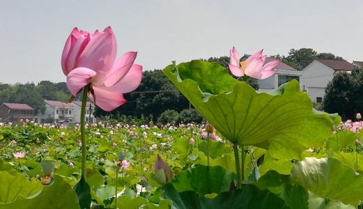 花在我心中